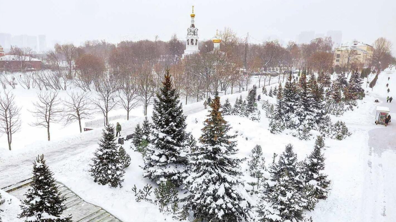 Более 25 тысяч вечнозеленых растений высадили в Москве в 2025 году