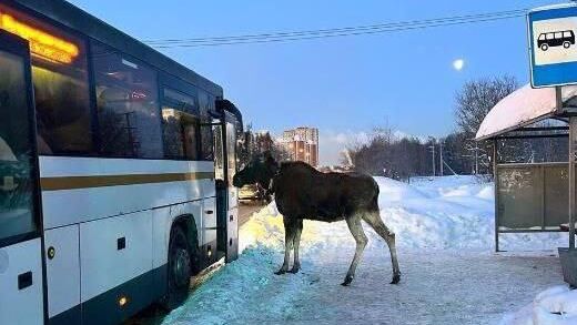 Эксперт объяснил рекордное число лосей в Подмосковье