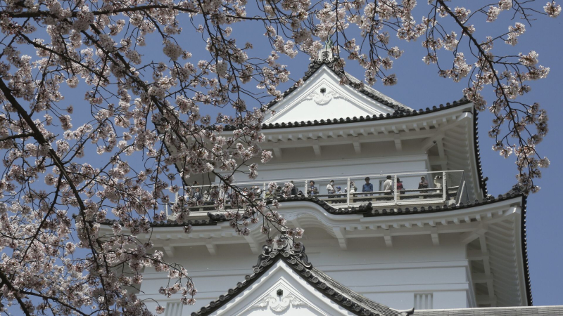 Фестиваль зимней сакуры открылся в Японии