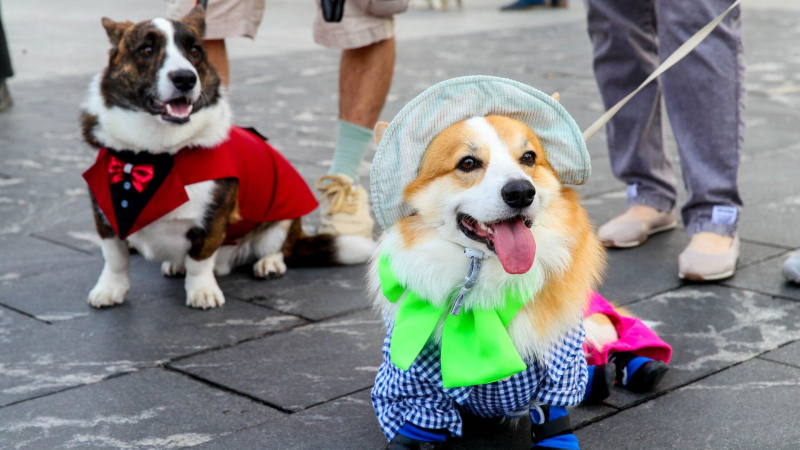 Кинолог рассказал, как собаки воспринимают окружающий мир