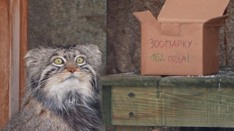 Манул Тимофей получил подарок в честь 162-летия Московского зоопарка