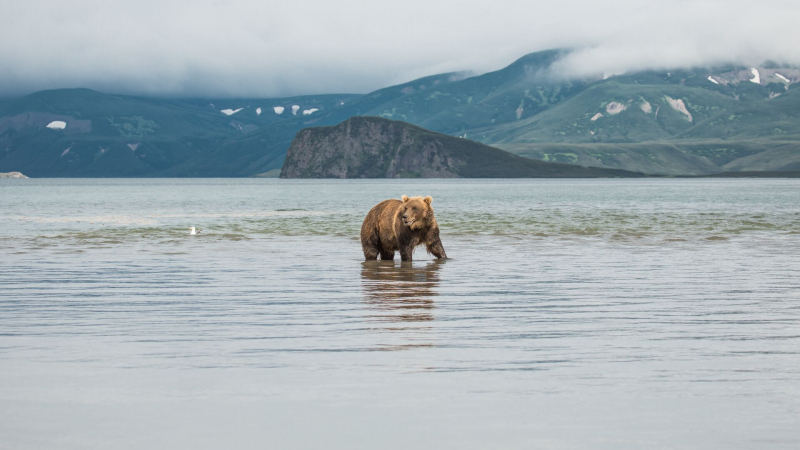 На Камчатке появится центр по спасению и реабилитации диких животных