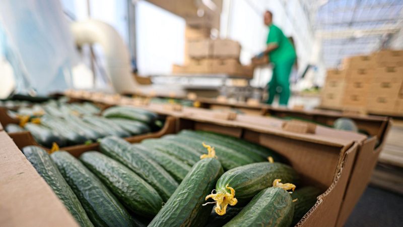 Подсчитано, какое место в мире Россия занимает по производству огурцов