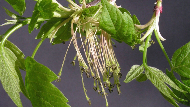 Рослесхоз приравняет американский клен к борщевику по вреду экосистеме