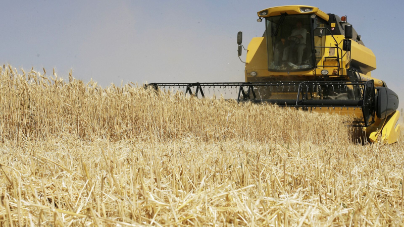 Россия готова нарастить поставки пшеницы в Египет, заявил посол