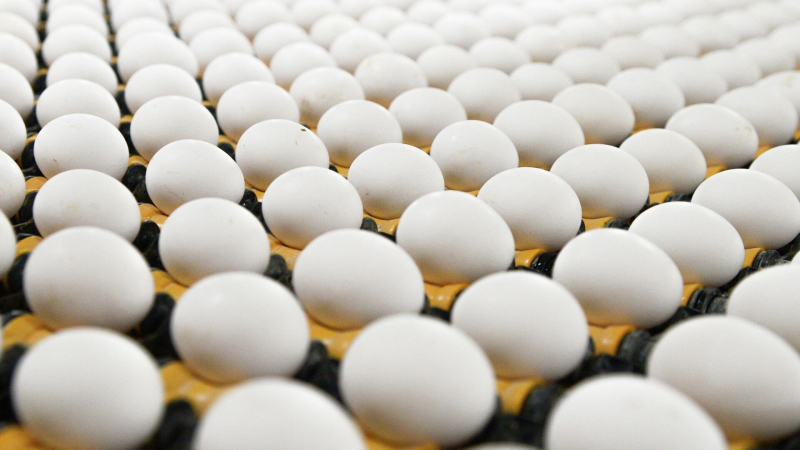 Россия вошла в первую десятку мировых производителей яиц