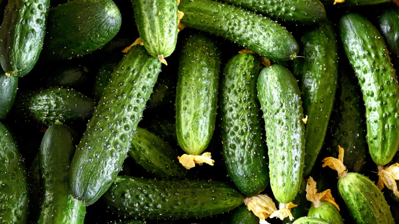 Россиянам рассказали, где можно найти самые дешевые огурцы