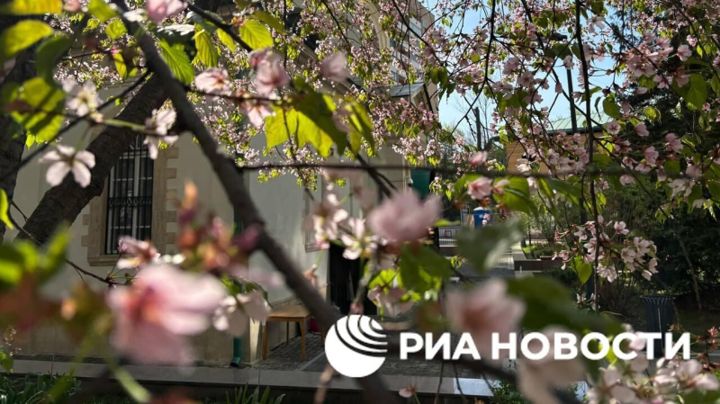 Россиянам рассказали, где можно полюбоваться цветением сакуры