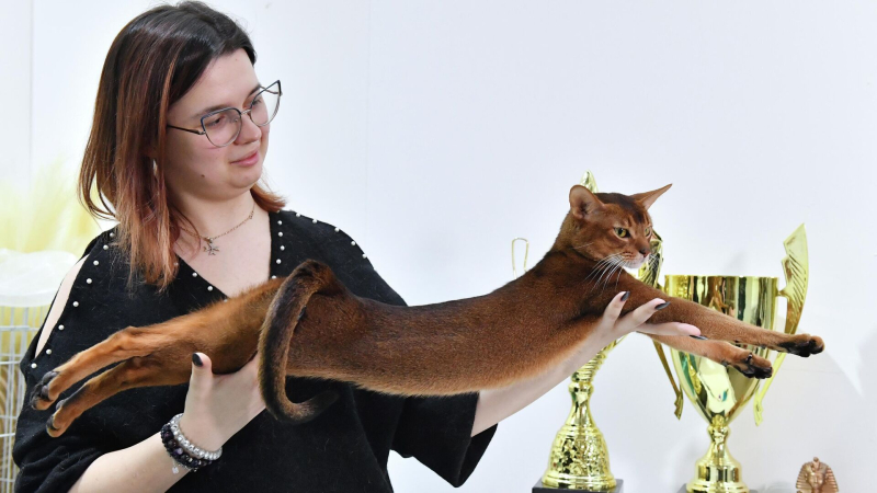 Самому красивому в мире коту подберут пару, рассказала его хозяйка