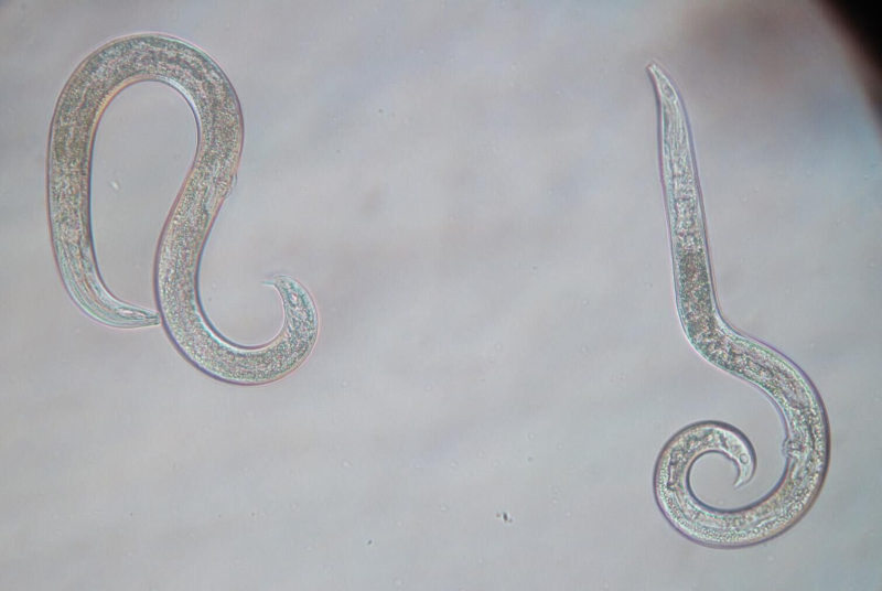 "Современные лекарства не помогут". Что ученые принесли из древней пещеры