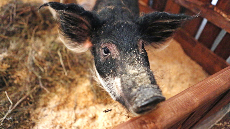 Свинья на дроне оставила целую деревню без электричества, пишут СМИ