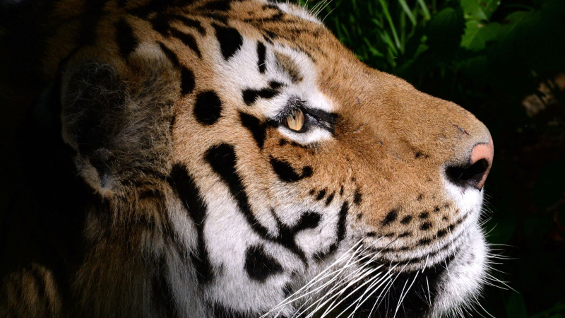 Тигр, напавший на охотника в Приморье, мог быть ранен, заявил эксперт