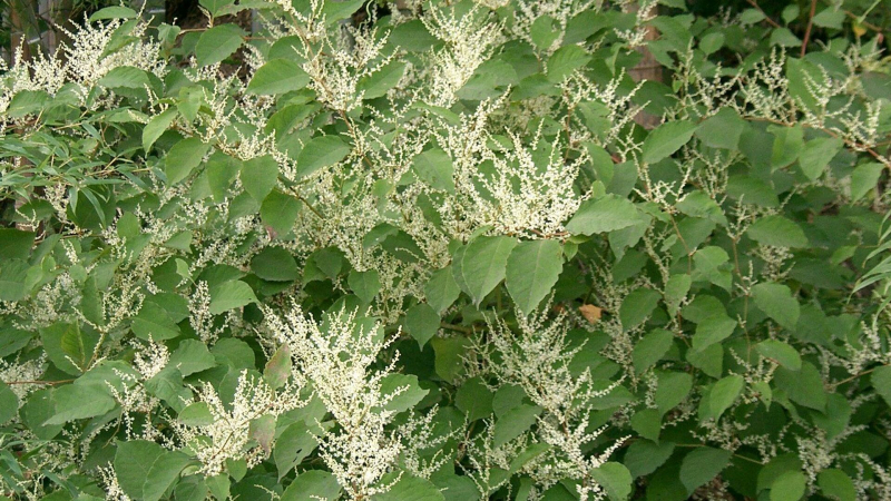 Ученые назвали опасный для средней полосы России сорняк