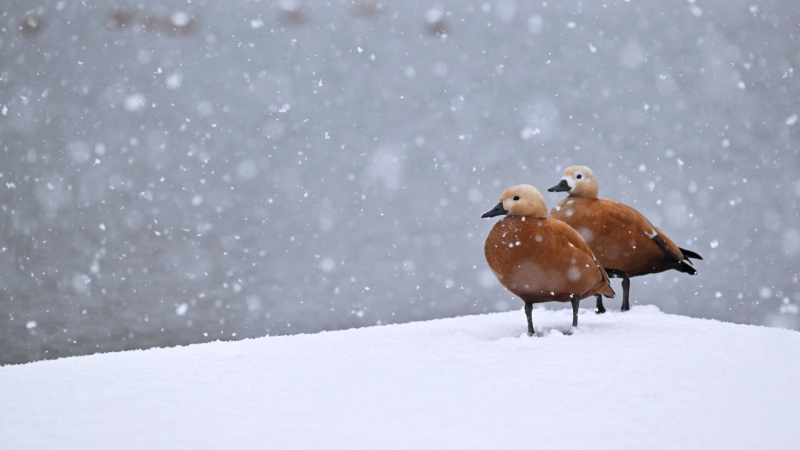 Ученый назвал животных, которые страдают в снегопад