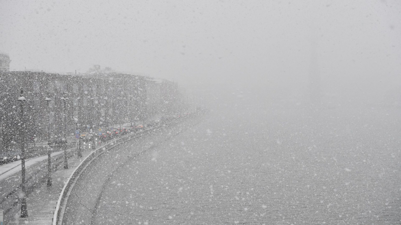 Ученый рассказал, какие животные страдают из-за снегопадов