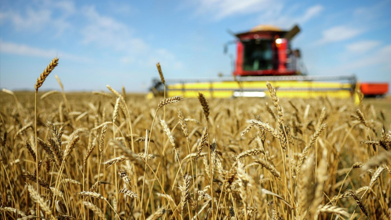 В "Агроэкспорте" назвали долю зерновых в экспорте продукции АПК в 2025 году