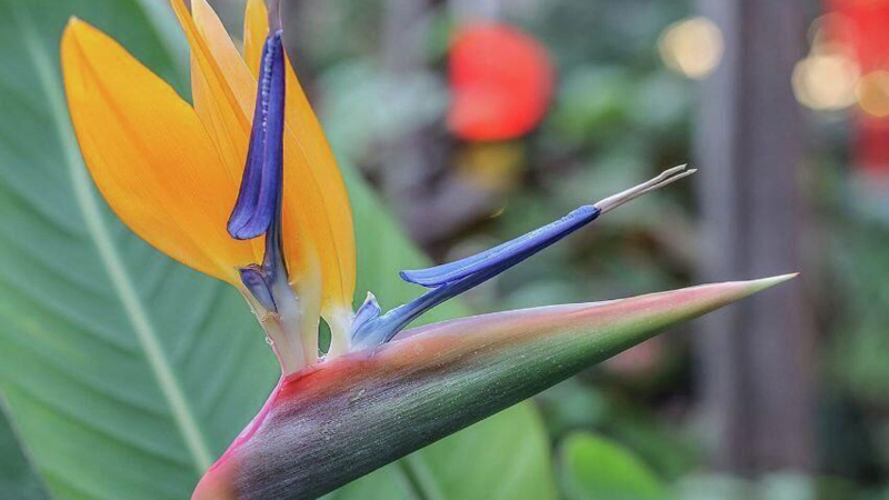 В Аптекарском огороде расцвела "райская птица"