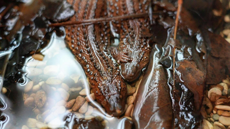 В Московском зоопарке появились на свет редкие вараны