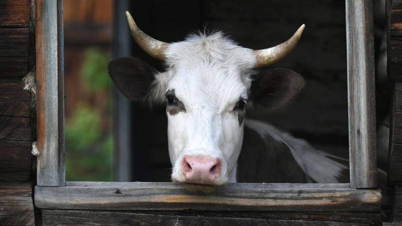 В Нижегородской области 35 коров погибли при пожаре