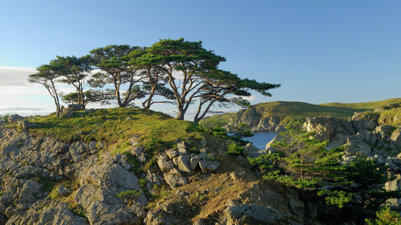 В Приморье обнаружили два новых для России вида бабочек