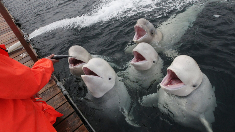 В Приморском океанариуме белухи спят на спине