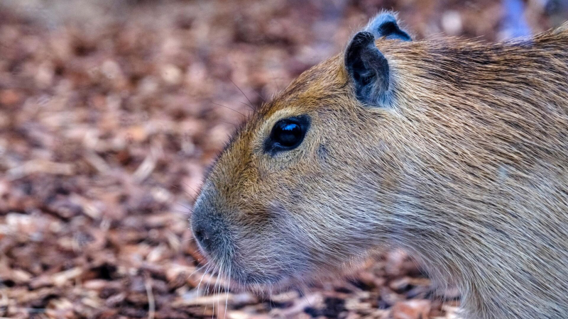 В России капибары подорожали до двух миллионов рублей