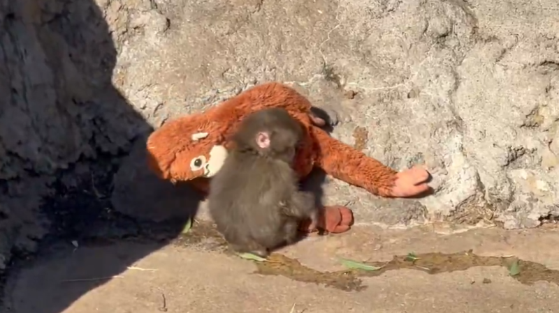 В Сети появились кадры нападения взрослого макака на детеныша Панти