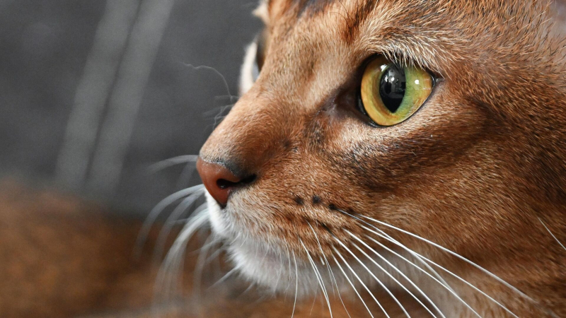 Владелица самого красивого кота в мире рассказала о его планах