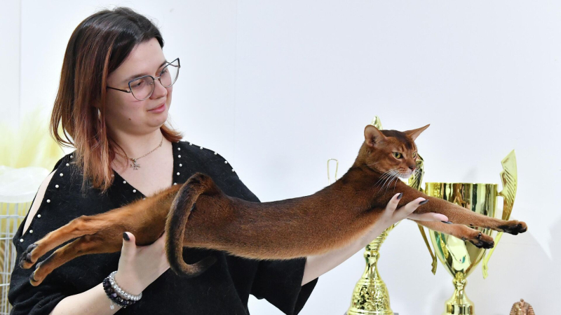 Владелица самого красивого в мире кота надеется, что он даст потомство