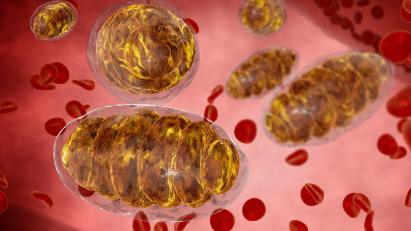 Японские ученые нашли способ перезаряжать клетки человека