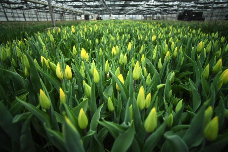 Международный женский день: как появился праздник 8 Марта
