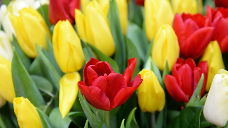 Назван средний чек россиян на букеты к 8 марта