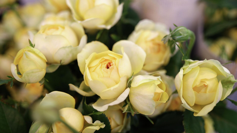 Названы самые популярные цветы в букетах россиян