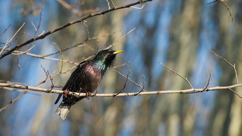 Орнитолог рассказал, какие птицы вернутся в Москву в марте