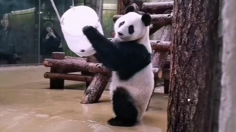 Панда Катюша из Московского зоопарка разгадала головоломку