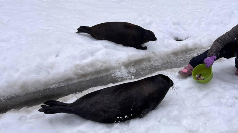 Петербургских нерп Крошика и Шлиссика перевели в уличный бассейн