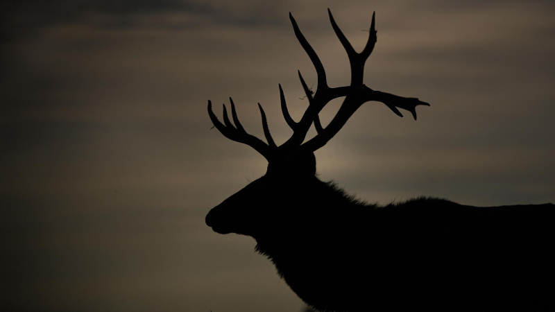 В Раменском поймали сбежавшего оленя