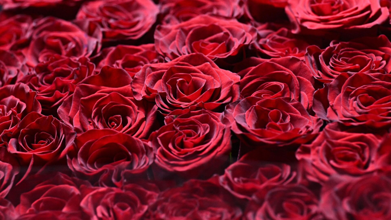 В Роспотребнадзоре рассказали, как правильно выбрать цветы к 8 марта